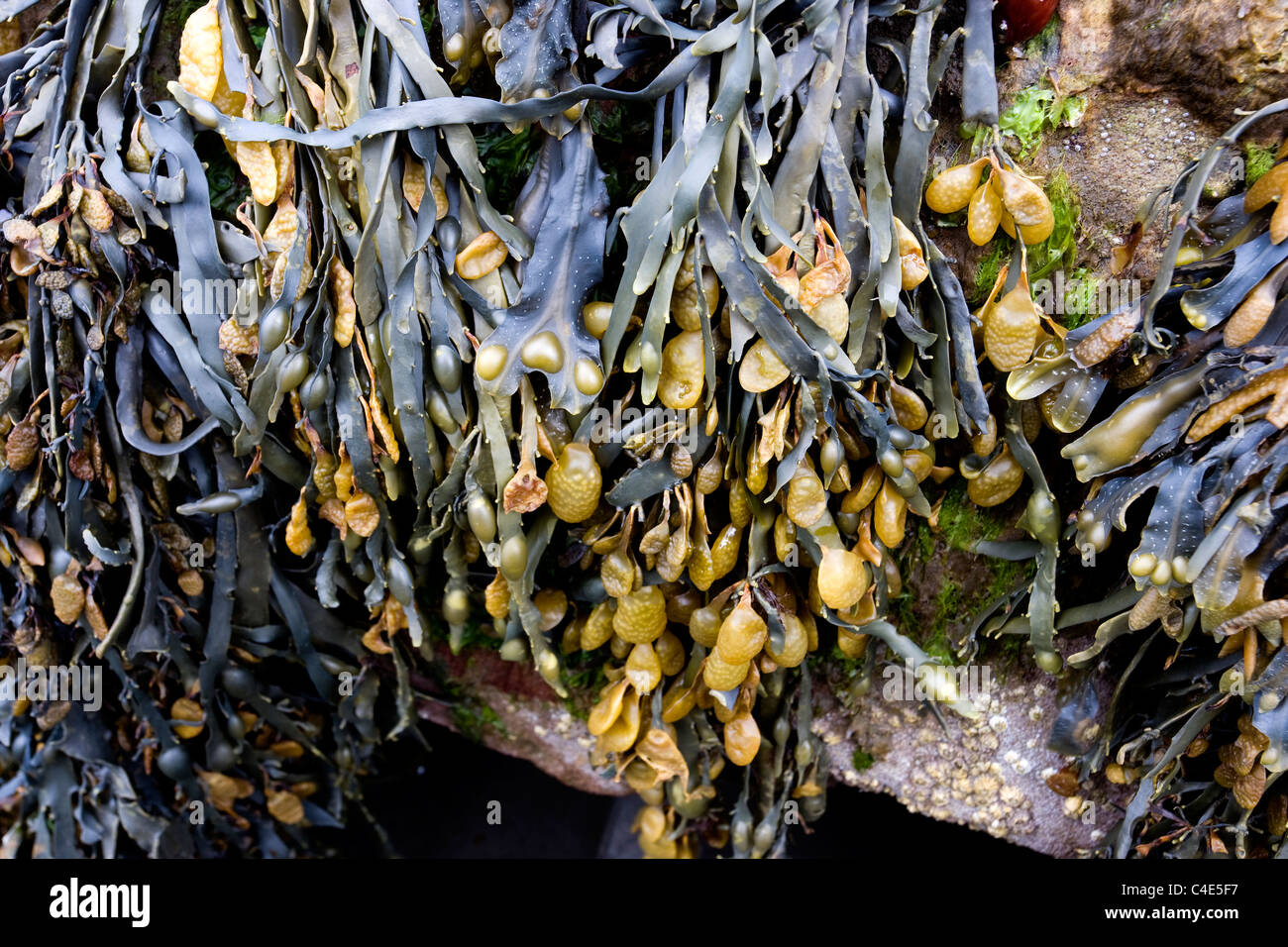 Sea weed at Runswick Bay, East Coast Yorkshire, England Stock Photo