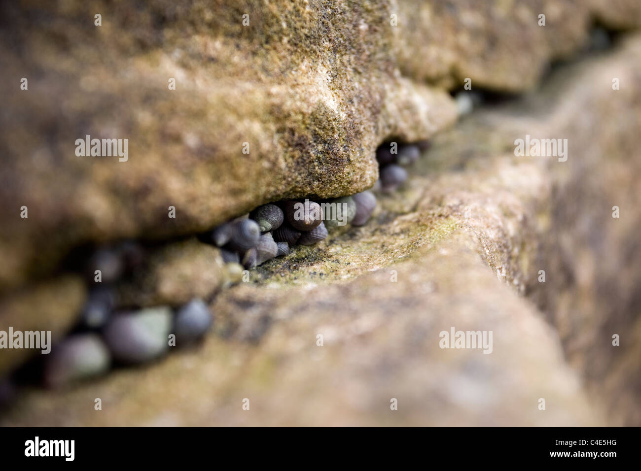 Sea Snails in the rock, Runswick Bay, East Coast Yorkshire, England Stock Photo