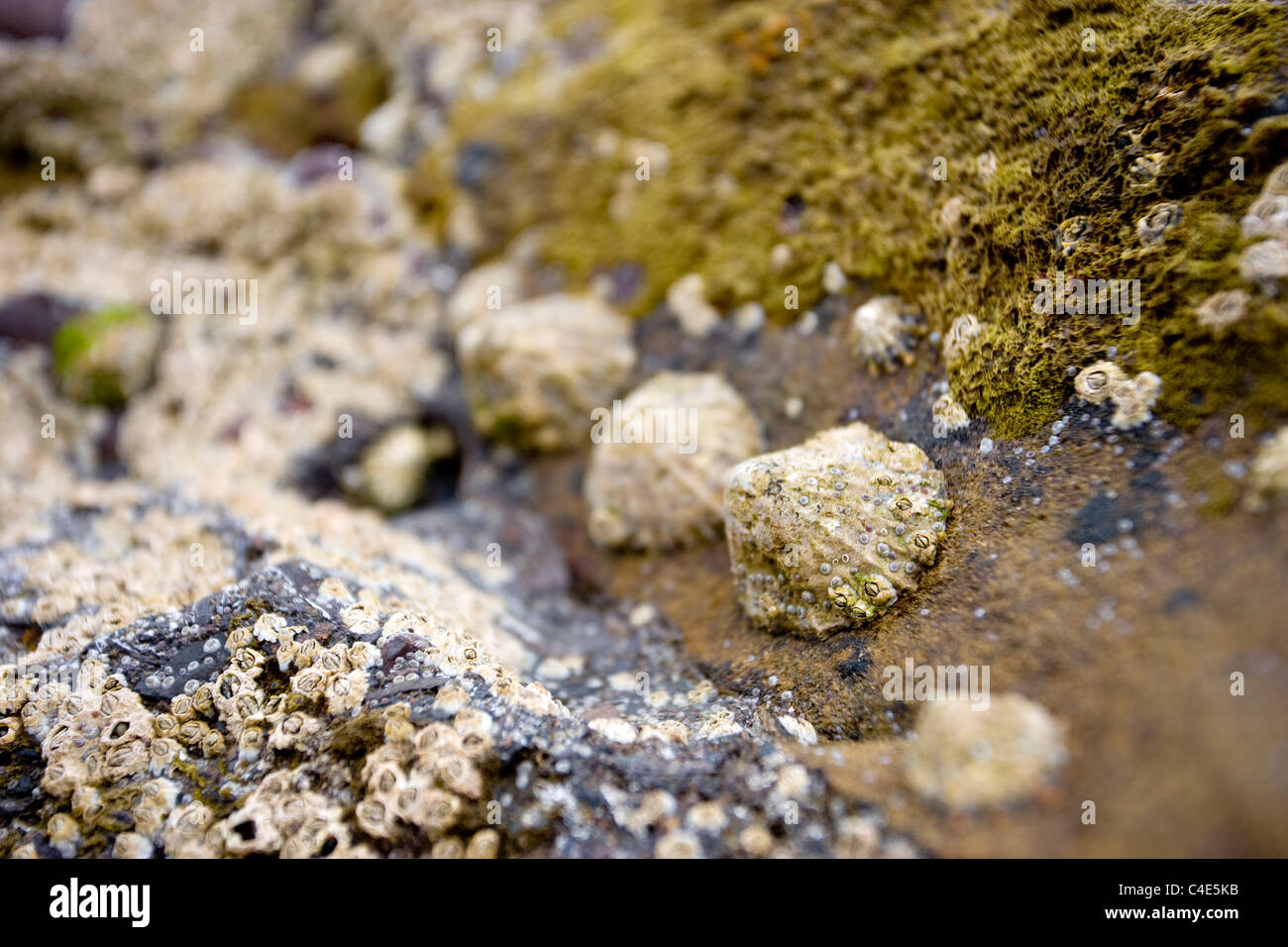 Barnacles and Limpets at Runswick Bay, East Coast Yorkshire, England Stock Photo