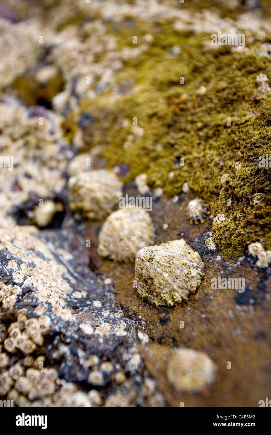 Barnacles, Limpets and Snails at Runswick Bay, East Coast Yorkshire, England Stock Photo