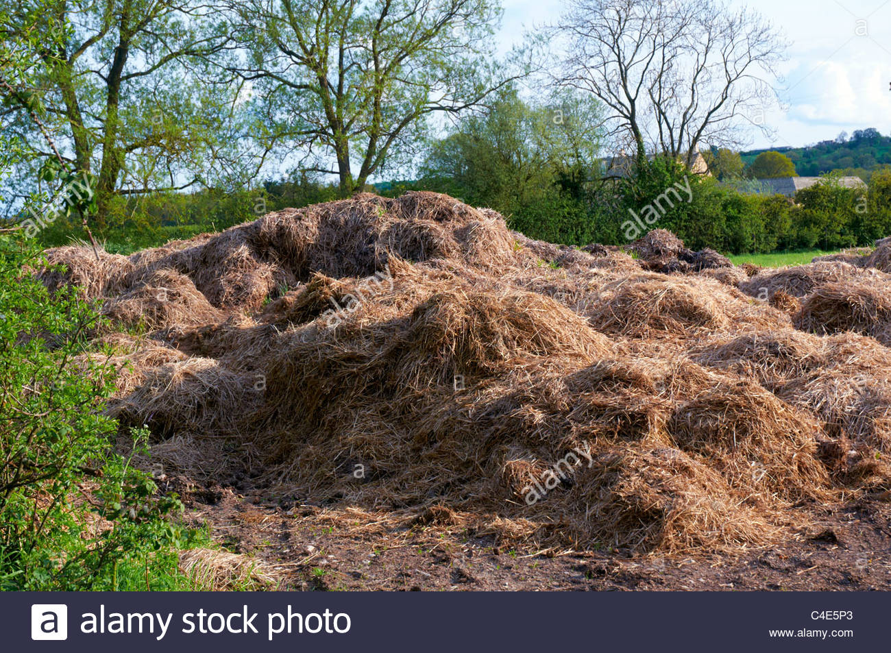 pile of organic rotting straw and silage compost heap on a farm in