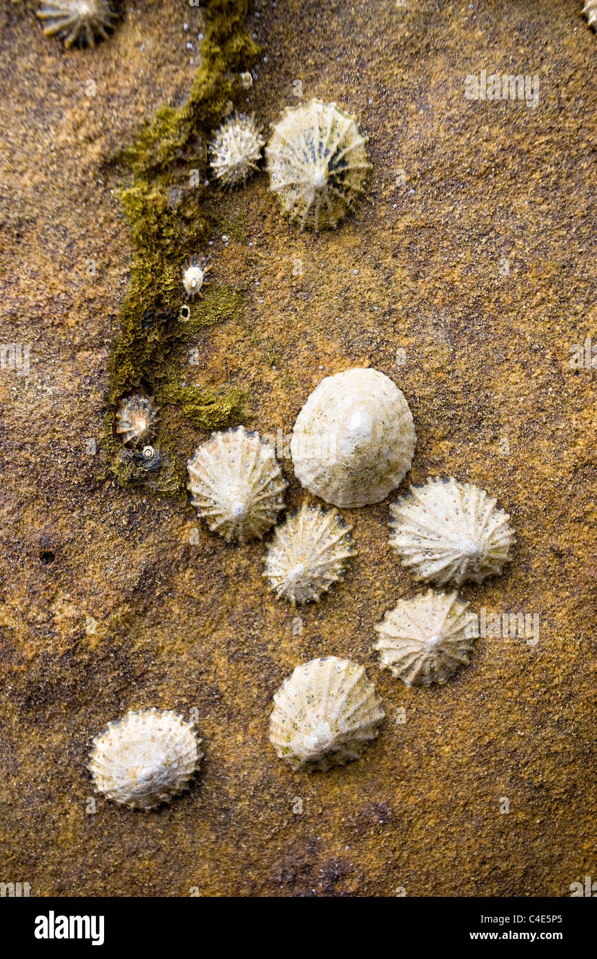 Barnacles, Limpets and Snails at Runswick Bay, East Coast Yorkshire, England Stock Photo