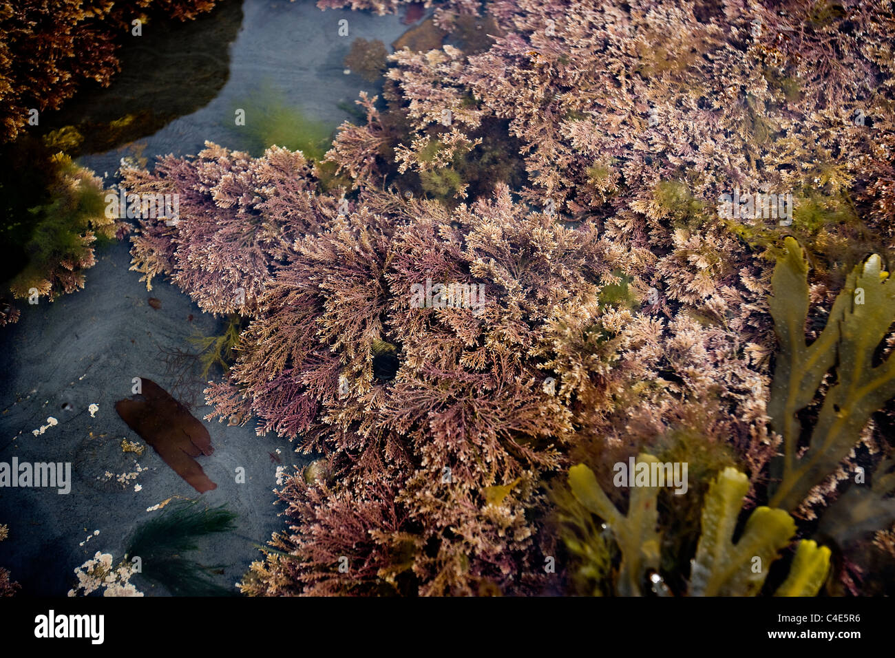 Red Seaweed in a rock pool, Runswick Bay, East Coast Yorkshire, England Stock Photo