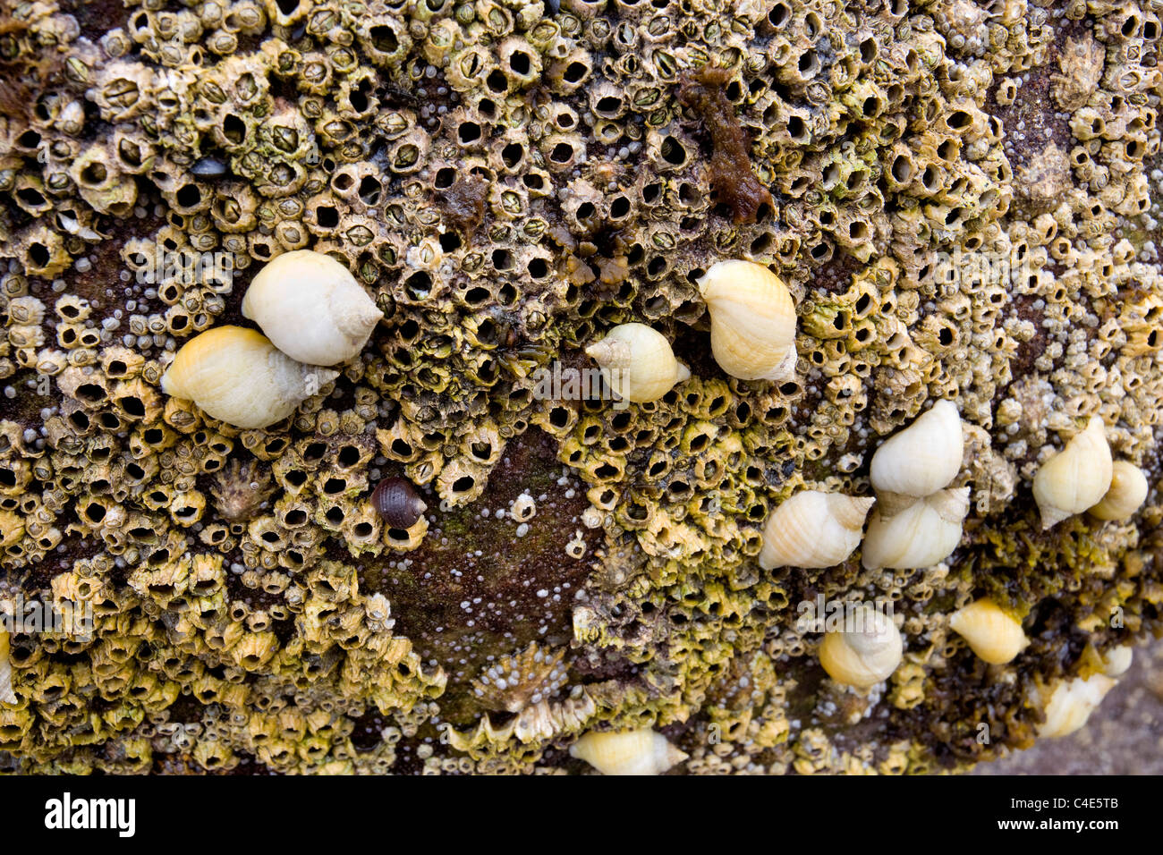 Barnacles, Limpets and Snails at Runswick Bay, East Coast Yorkshire, England Stock Photo