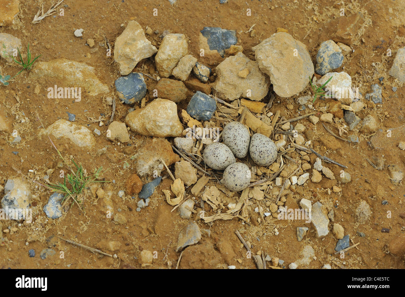 Little ringed plover (Charadrius dubius) nest with four eggs on the ground at spring Stock Photo