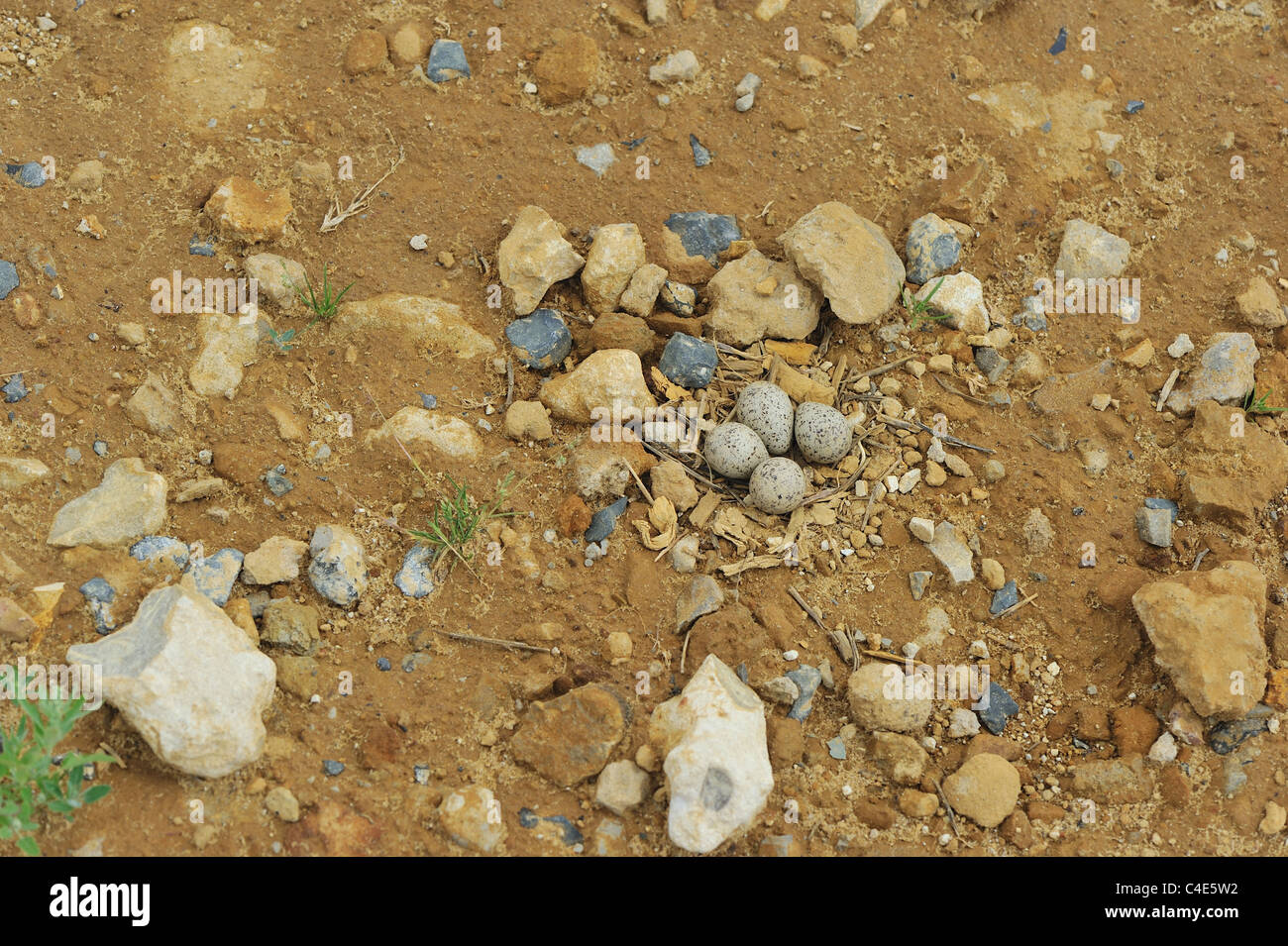 Little ringed plover (Charadrius dubius) nest with four eggs on the ground at spring Stock Photo