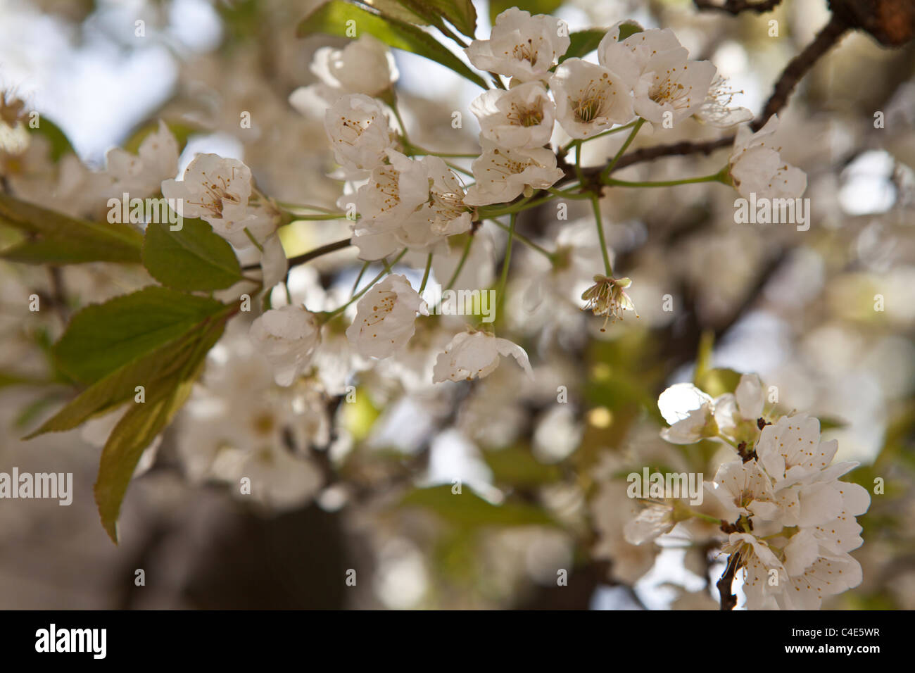 blossom of the prunus Stock Photo