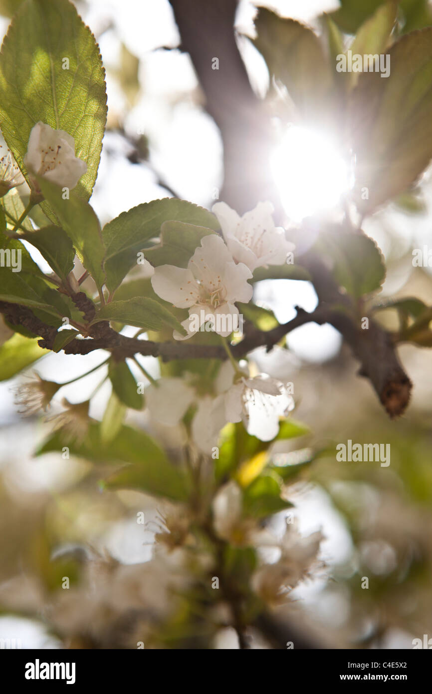blossom of the prunus Stock Photo