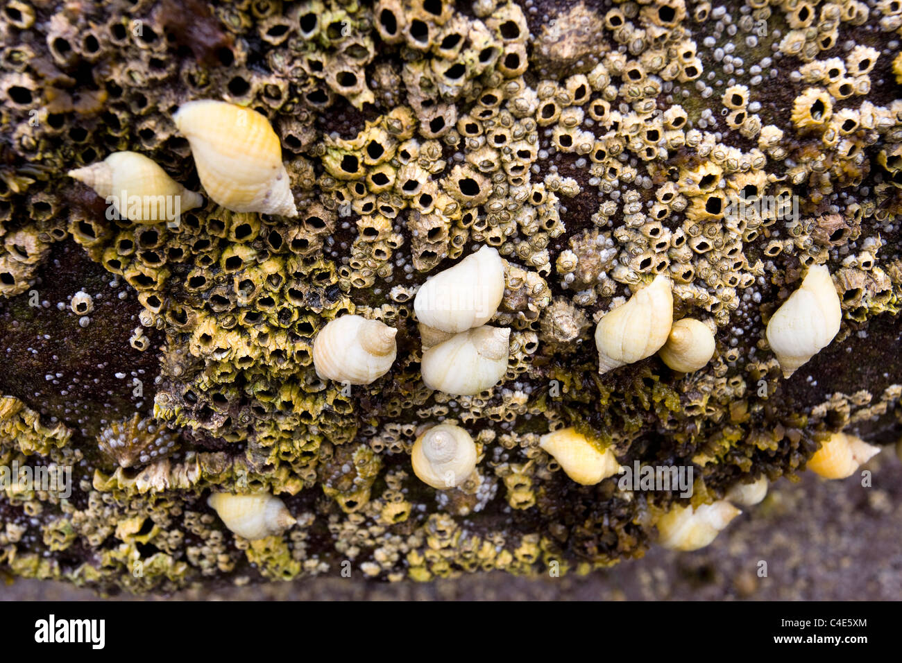 Barnacles, Limpets and Snails at Runswick Bay, East Coast Yorkshire, England Stock Photo
