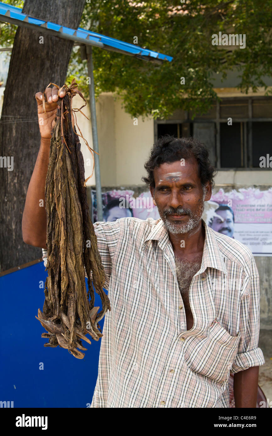 chewing raw tobacco leaves Chewing tobacco in leaf hi-res stock photography and images
