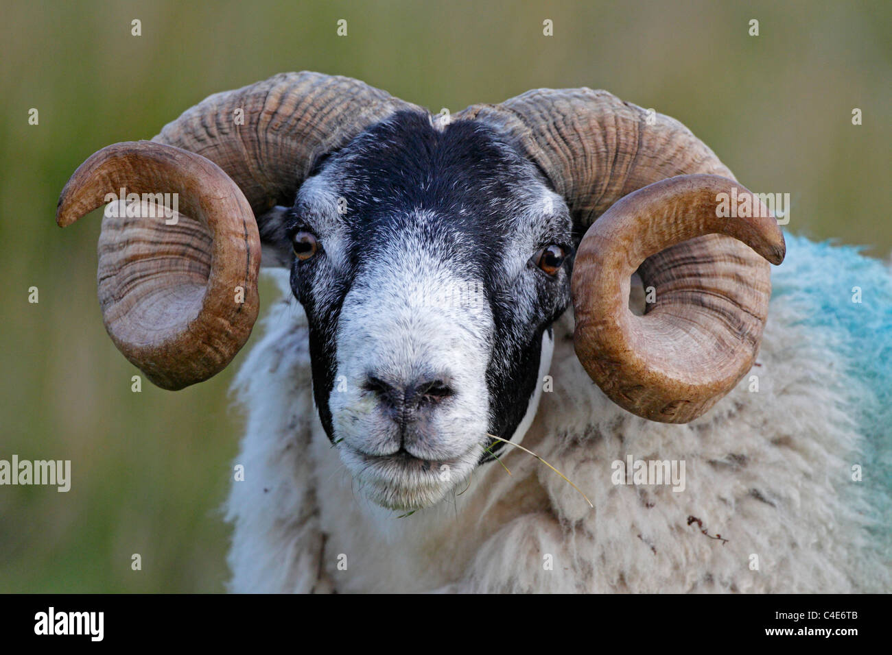Sheep curly horns hi-res stock photography and images - Alamy