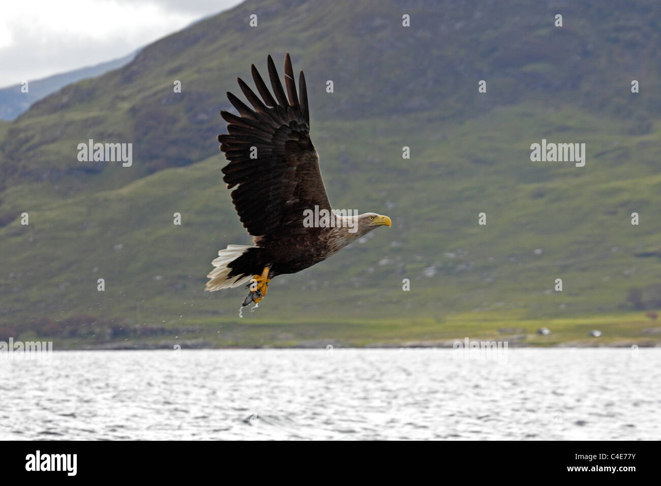 White-tailed Sea Eagle on the Isle of Mull Scotland Stock Photo