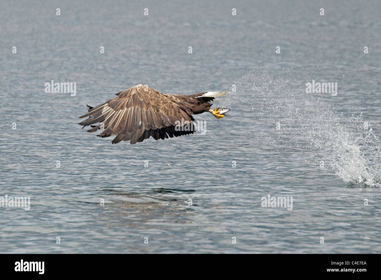 White-tailed Sea Eagle on the Isle of Mull Scotland Stock Photo