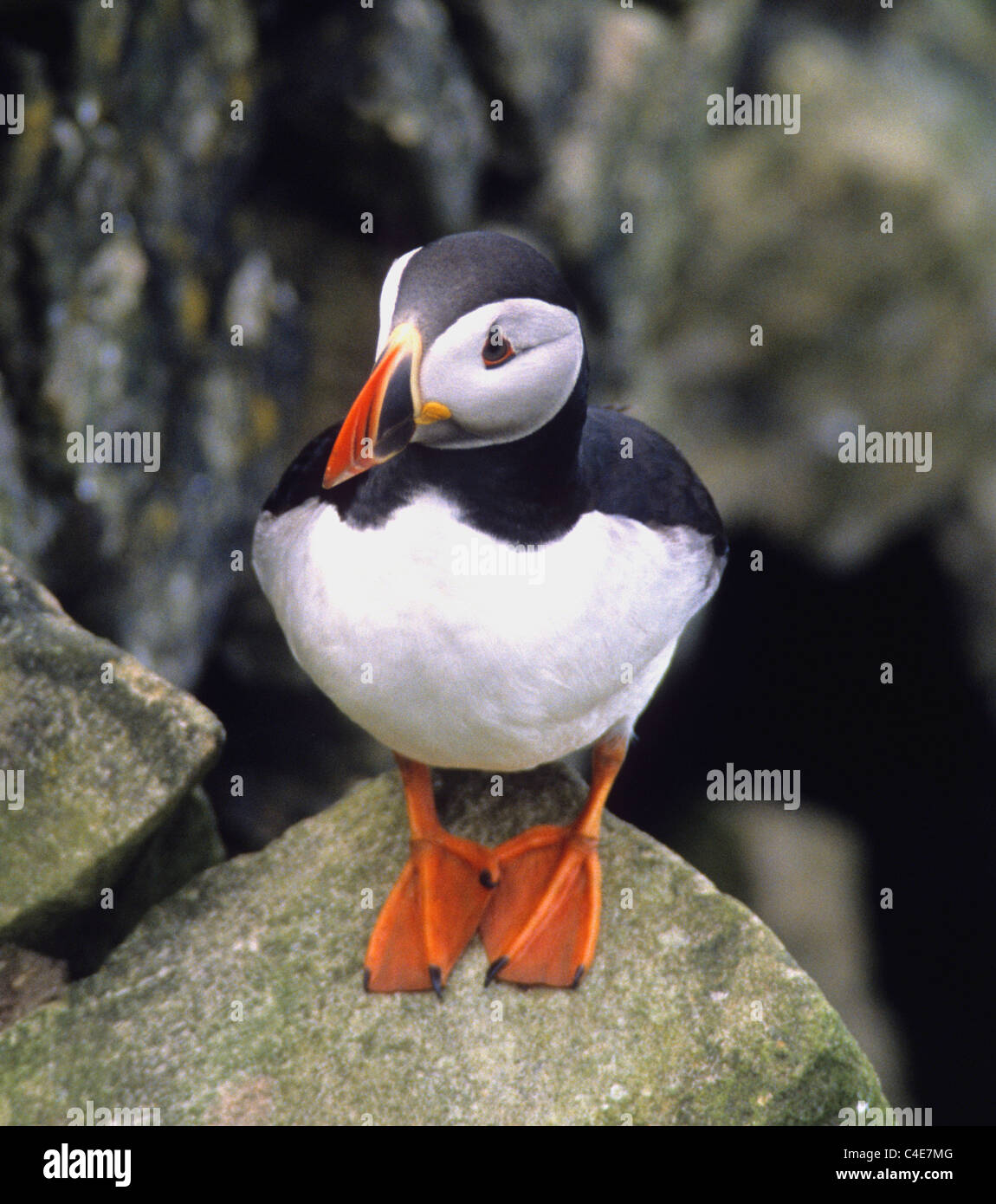 Puffins are any of three small species of auk (or alcids) in the bird ...