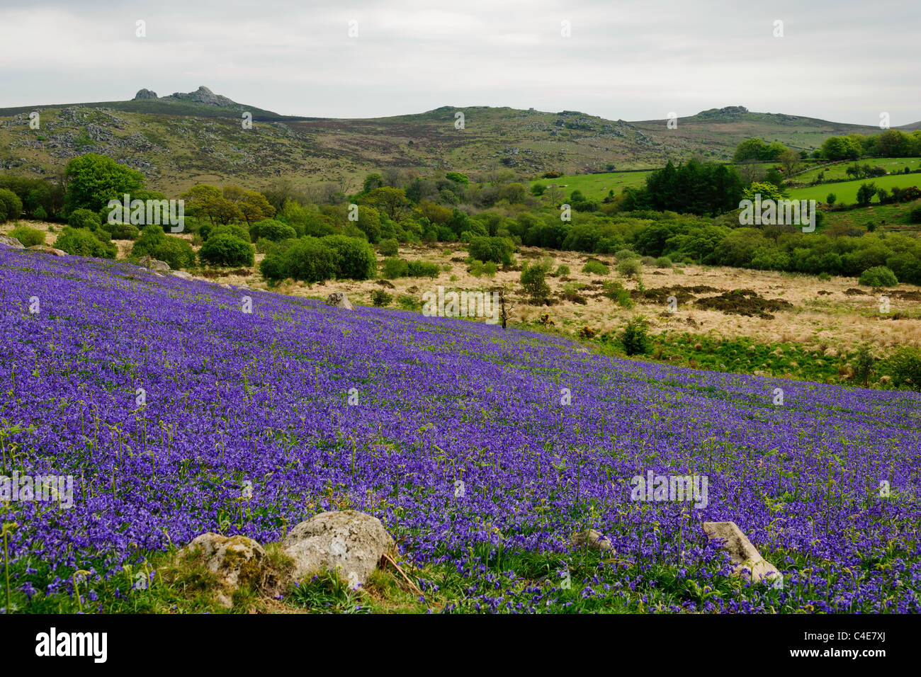 Field of Bluebells on Dartmoor with Hay Tor in the background Stock Photo