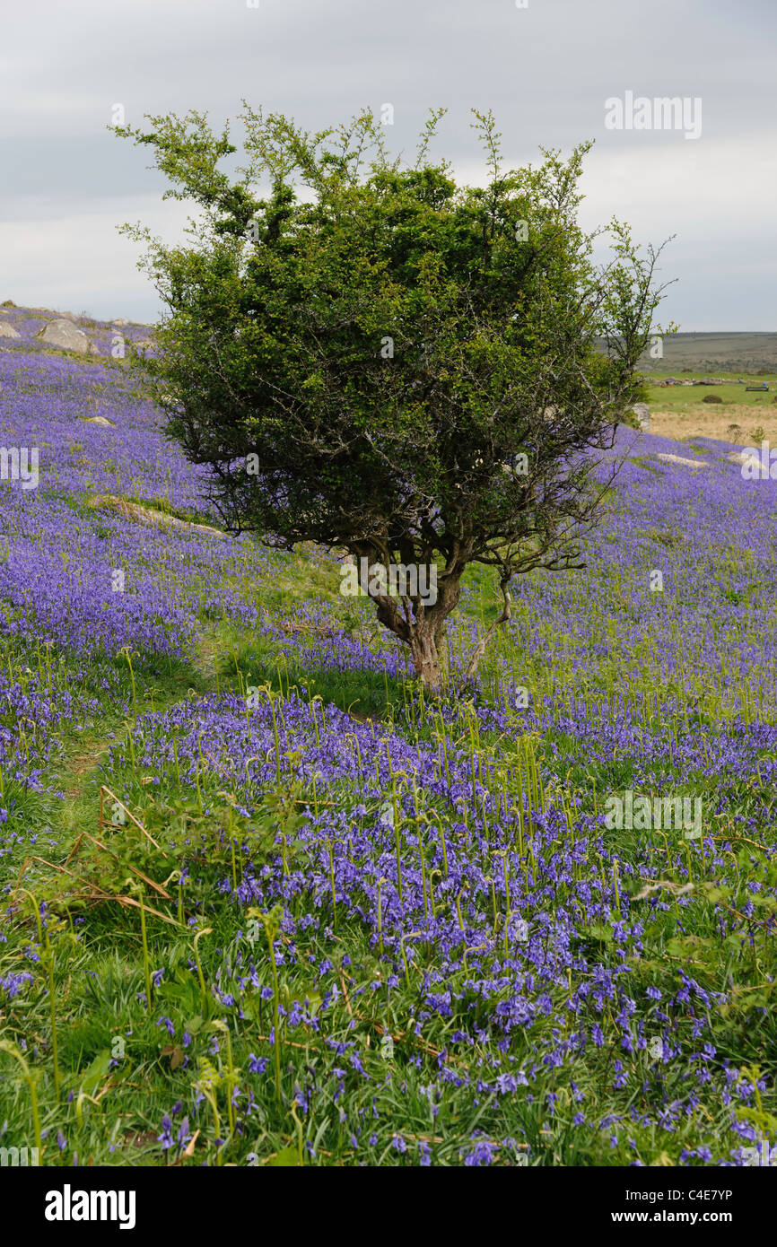 Field of Bluebells Dartmoor Devon UK Stock Photo