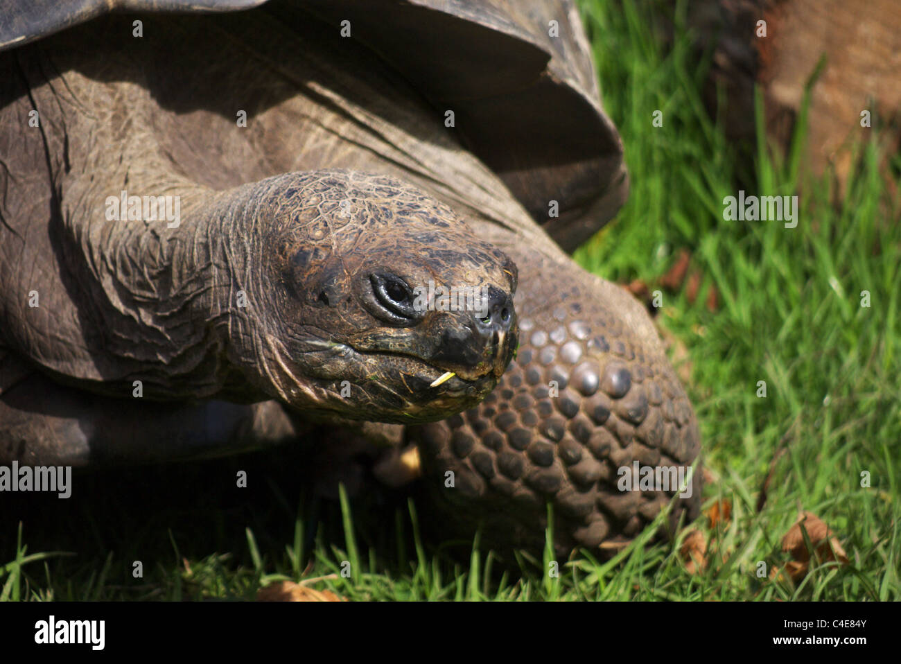 A Giant Galapagos tortoise (Geochelone elephantopus) in a grassland ...