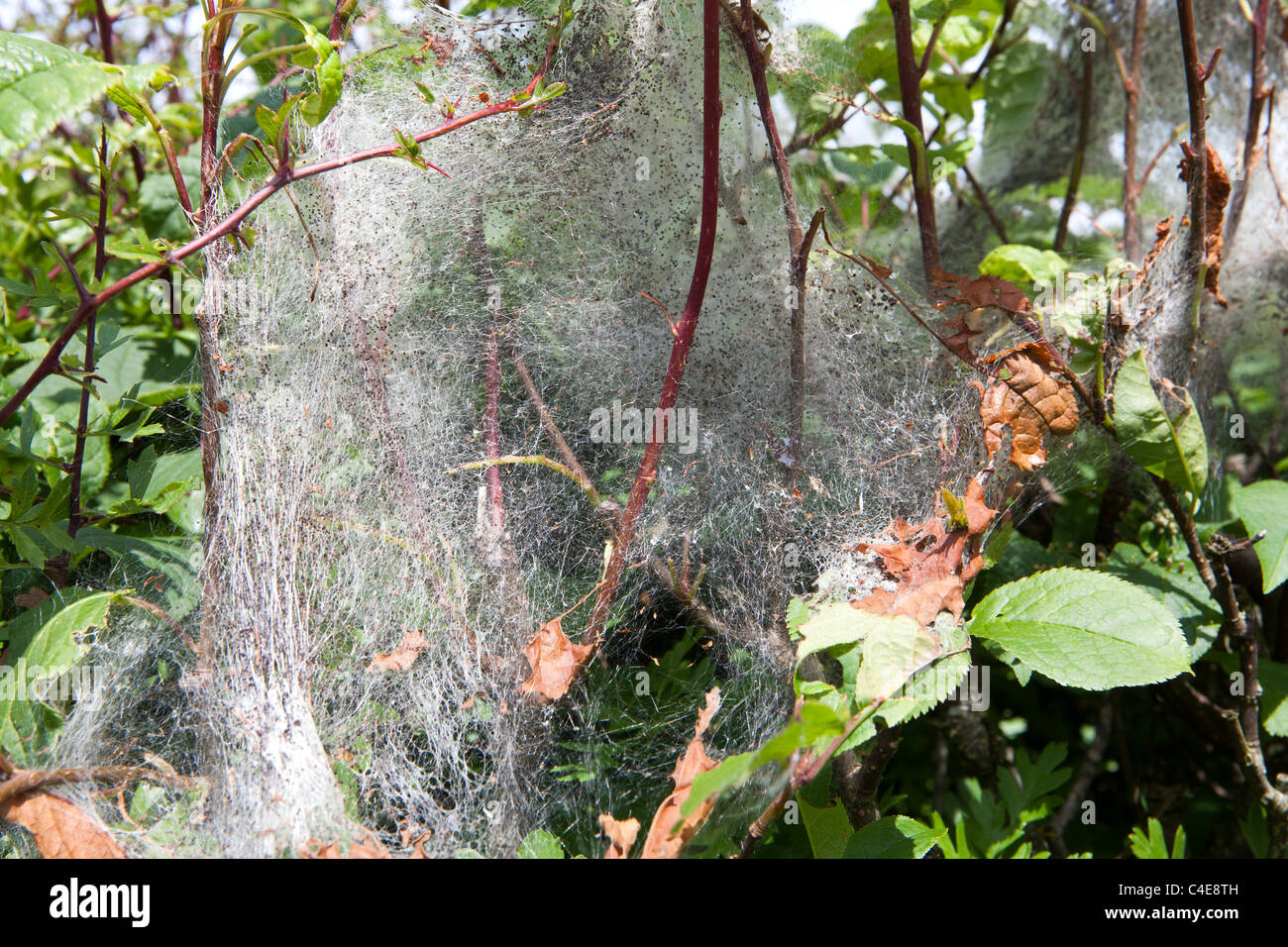 Hedgerow showing attack by  ermine moth with larval web Stock Photo