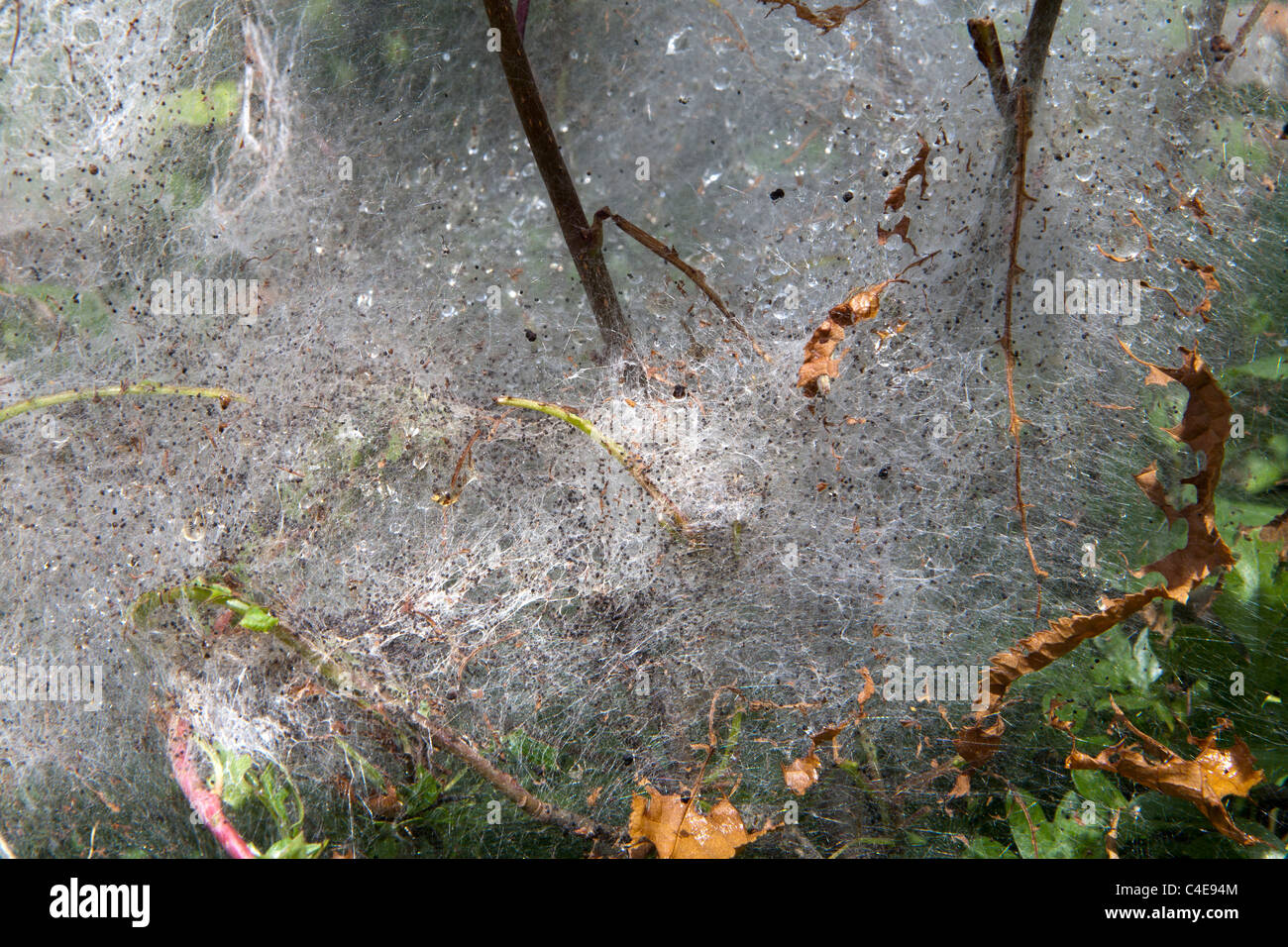 Hedgerow showing attack by  ermine moth with larval web Stock Photo