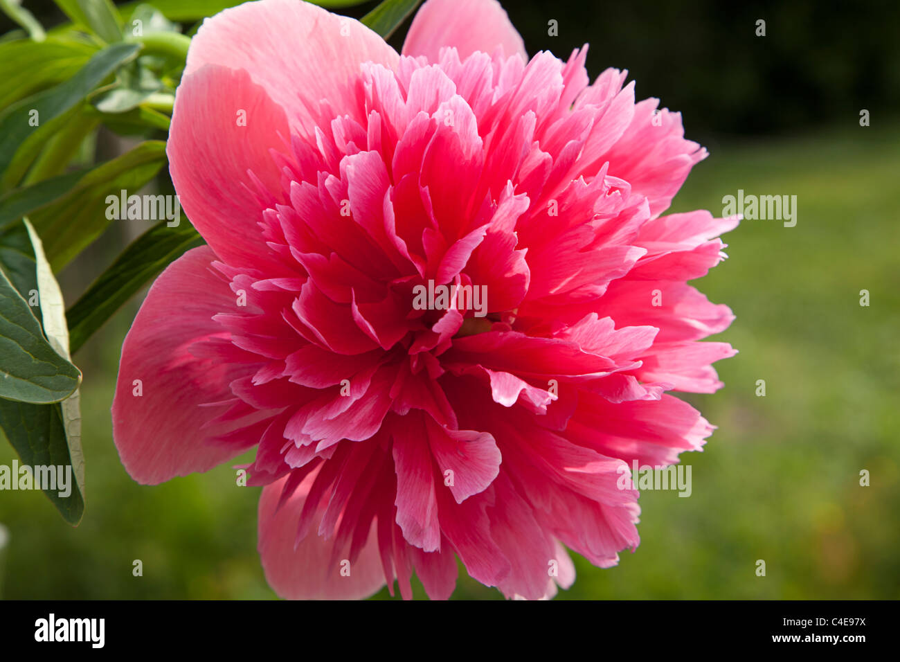 Close up of the flower of a red Peony rose (Paeonia sp.), Holland Stock Photo