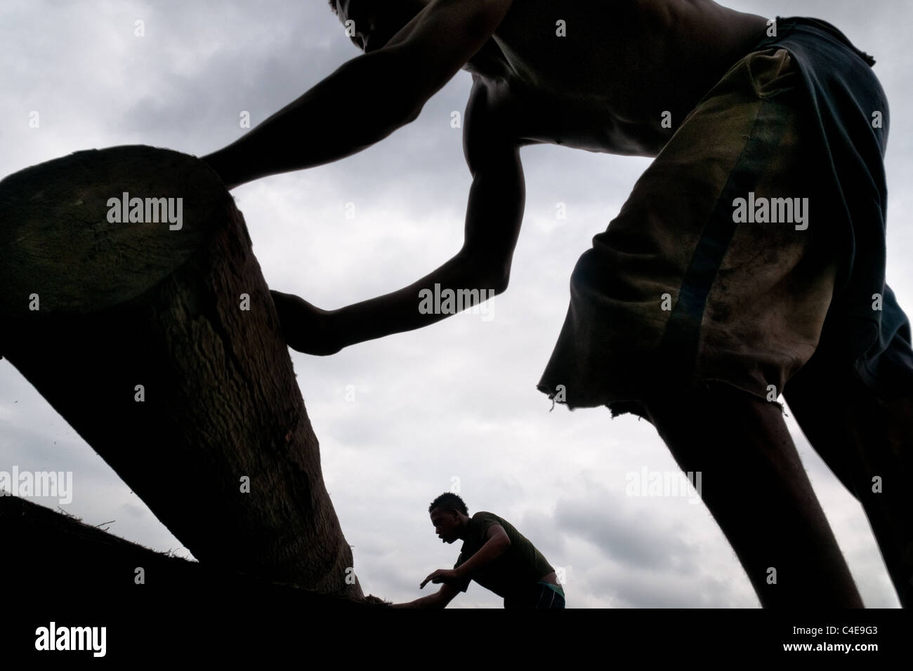 Colombian workers roll a log from the Pacific rainforest at a sawmill in Tumaco, Colombia. Stock Photo