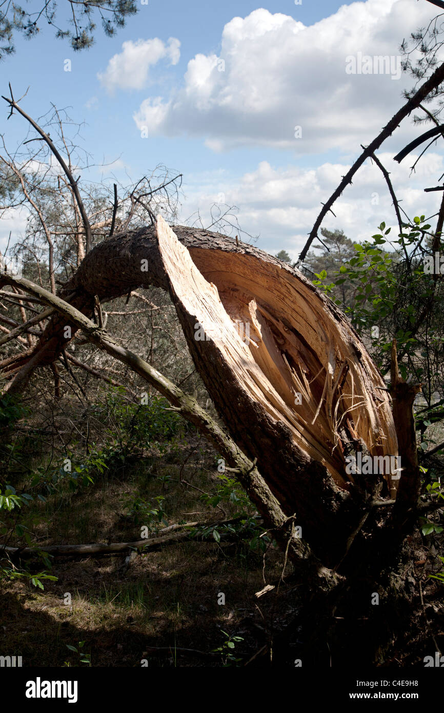 Fir tree, broken by the wind, Veluwe, Gelderland, Holland Stock Photo