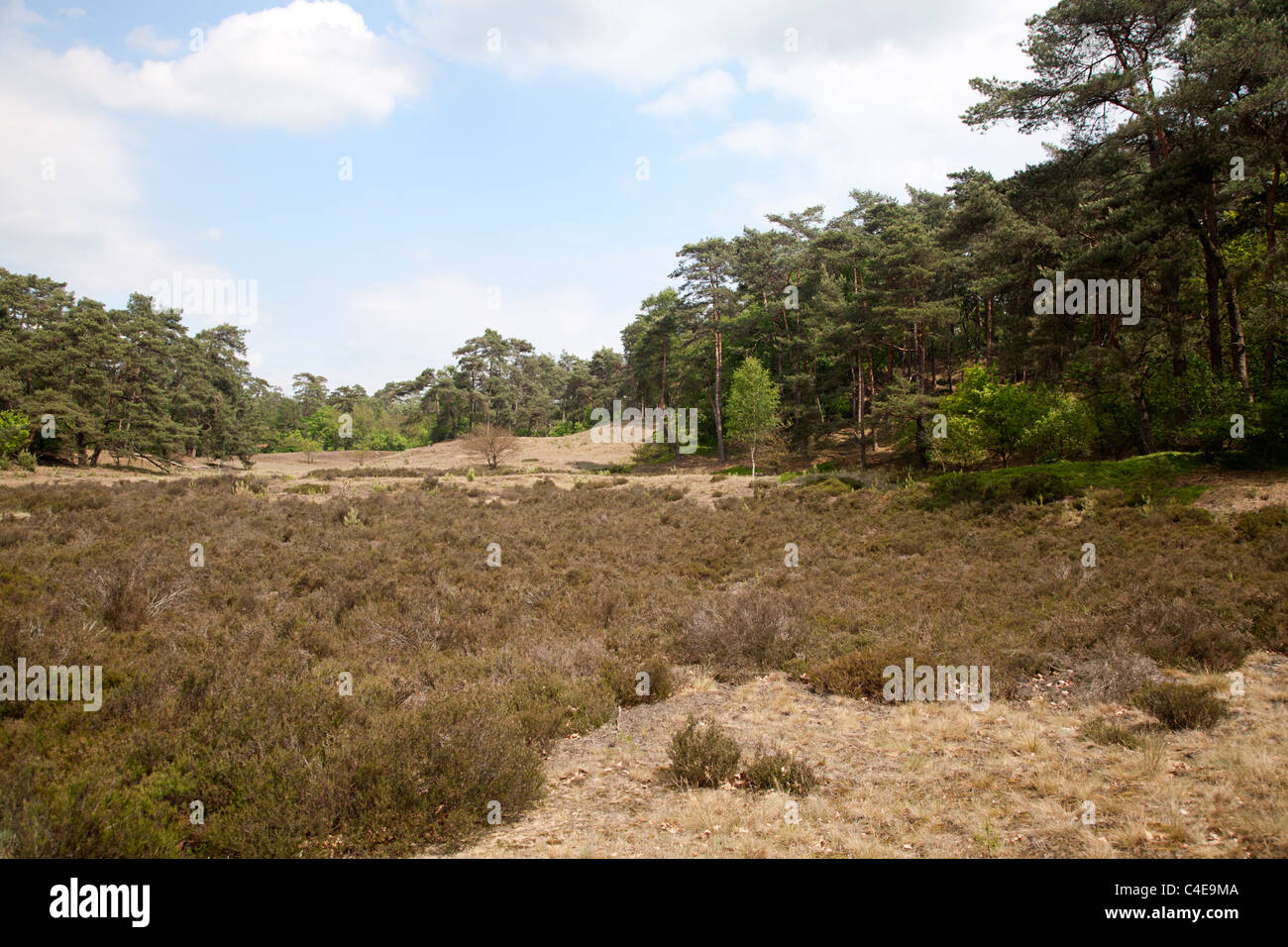 Landscape of the nature reserve 'Otterlose Bos', Veluwe, Gelderland, Holland Stock Photo