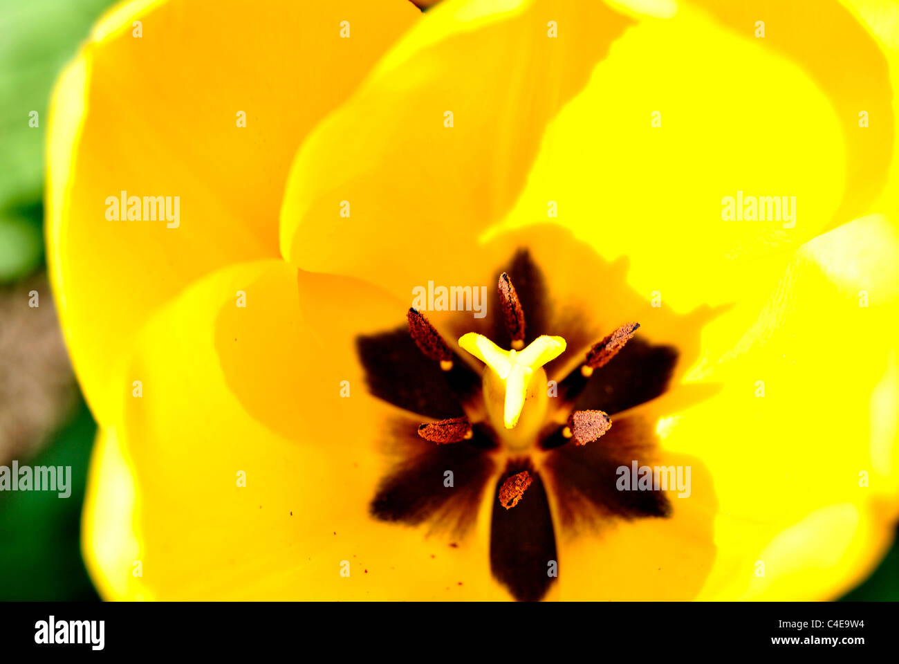 yellow tulips in spring Stock Photo - Alamy