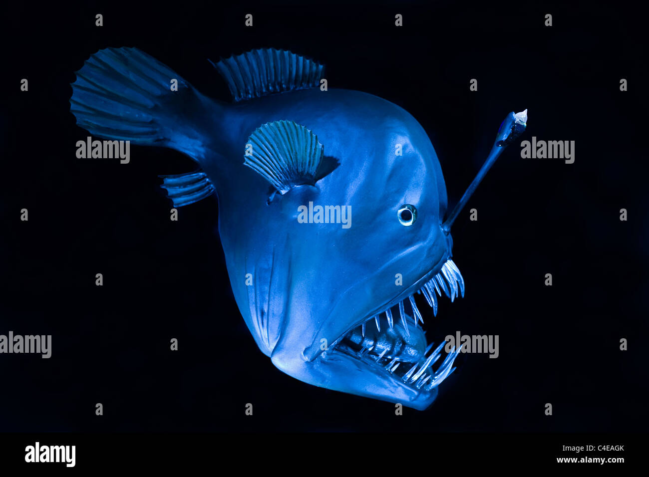 Humpback anglerfish (Melanocetus johnsonii), deep sea creature in the Atlantic Ocean Stock Photo