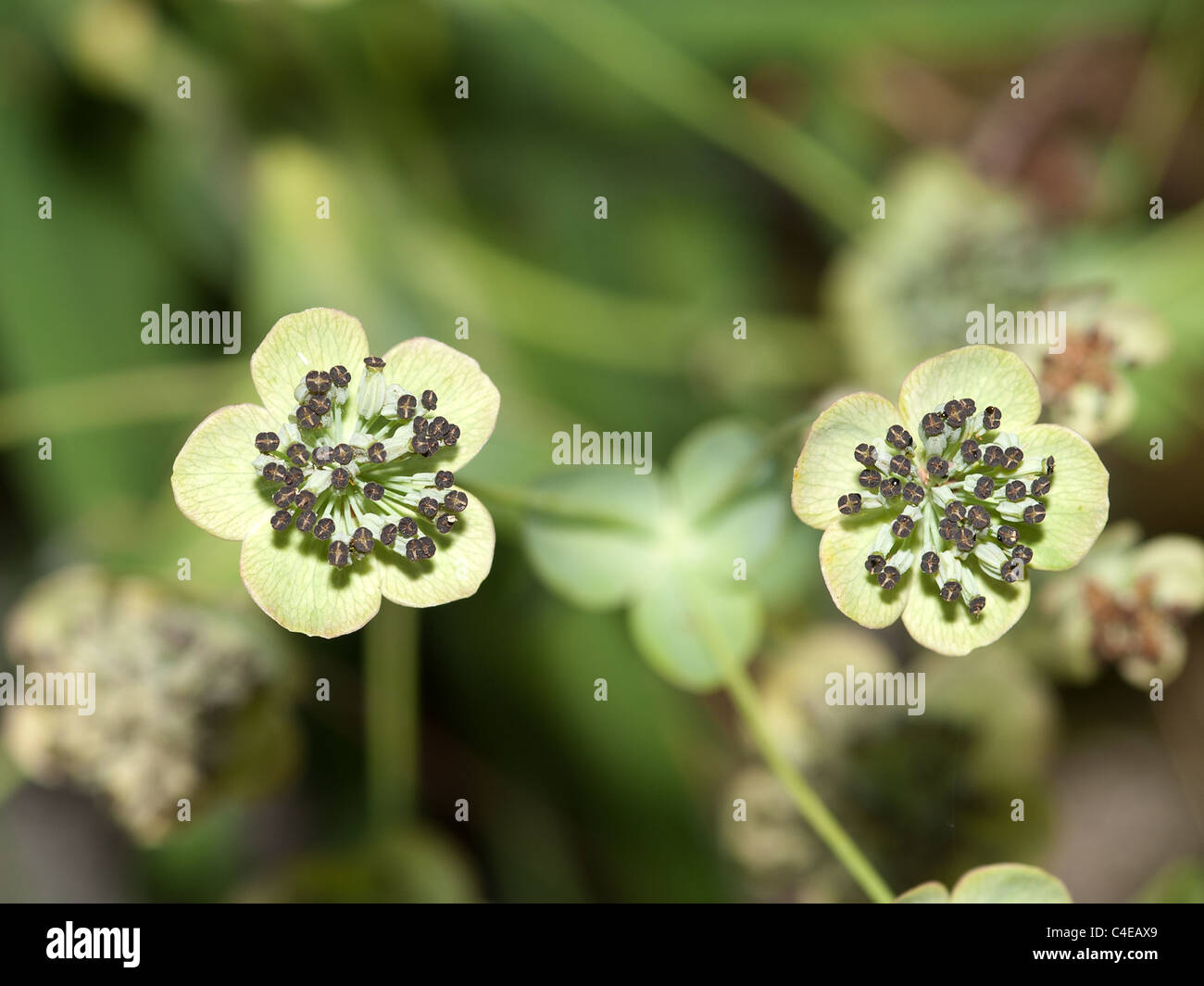 Bupleurum angulosum, horizontal portrait of flowers. Pyrenees. Stock Photo