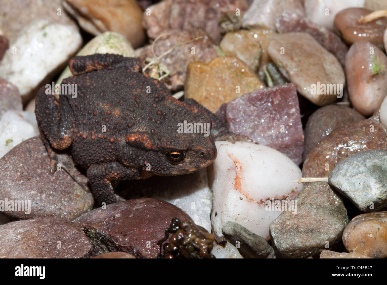 Young common toad (Bufo bufo) Kent, England, UK Stock Photo