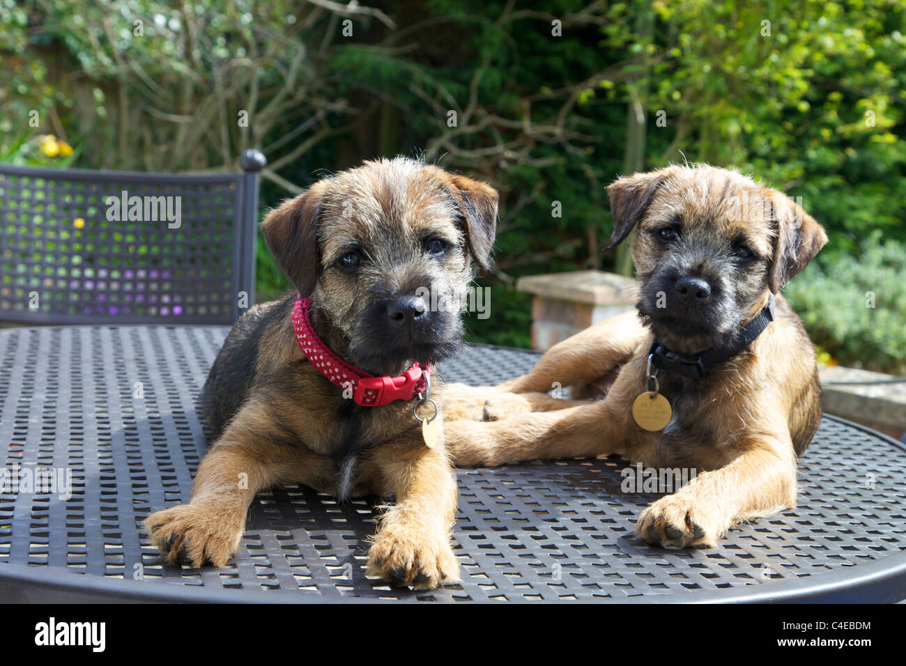 Two border terrier puppies sitting on garden table, England, UK, United Kingdom, GB, Great Britain, British Isles, Europe, EU Stock Photo