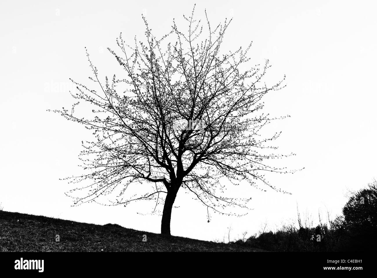 L woods Black and White Stock Photos & Images - Alamy