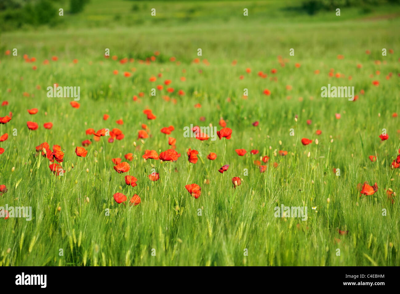 Red poppies on green wheat field in a windy day. Shallow DOF. Stock Photo