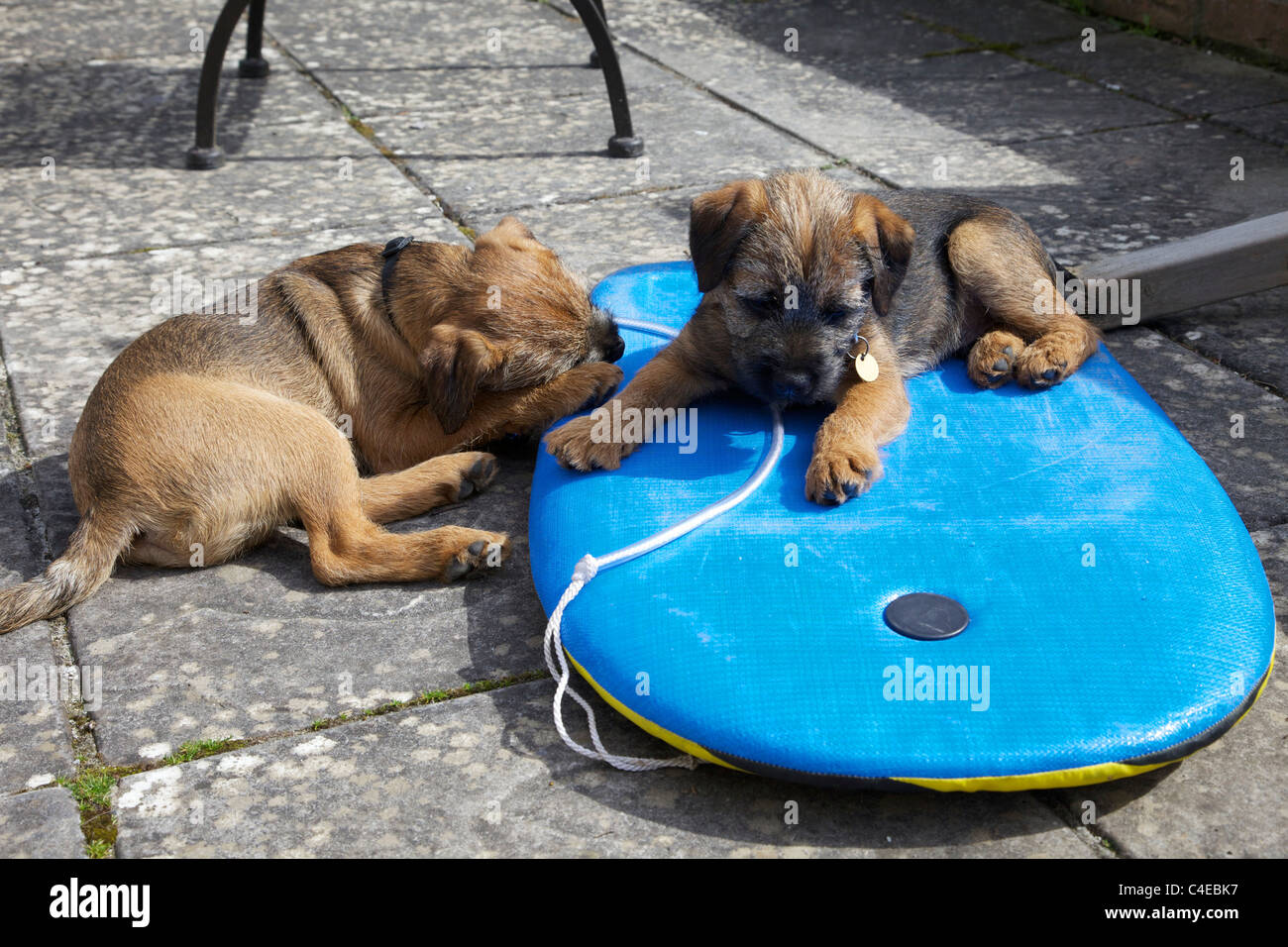 Two border terrier puppies sitting on surf board, England, UK, United Kingdom, GB, Great Britain, British Isles, Europe, EU Stock Photo