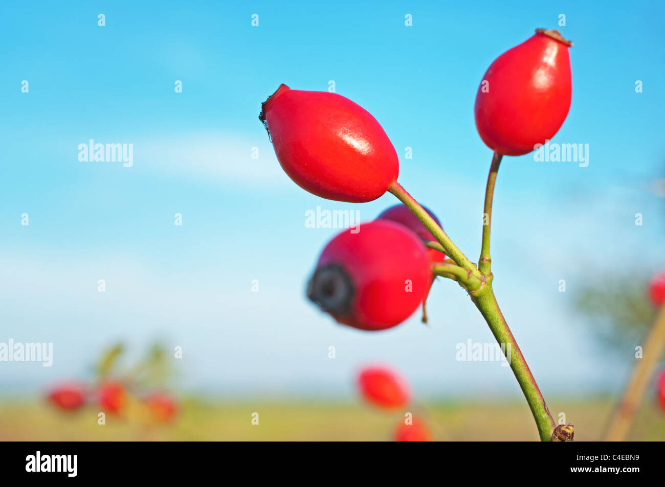 Rose hip closeup Stock Photo - Alamy