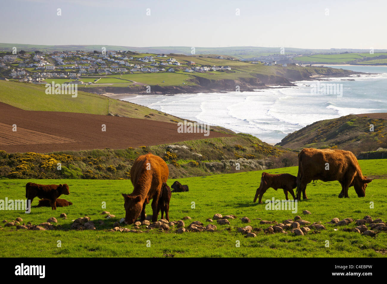 Cattle grazing in summer sun, Pentire Headland, near Polzeath, North Cornwall coast, England, UK, GB, British Isles Stock Photo