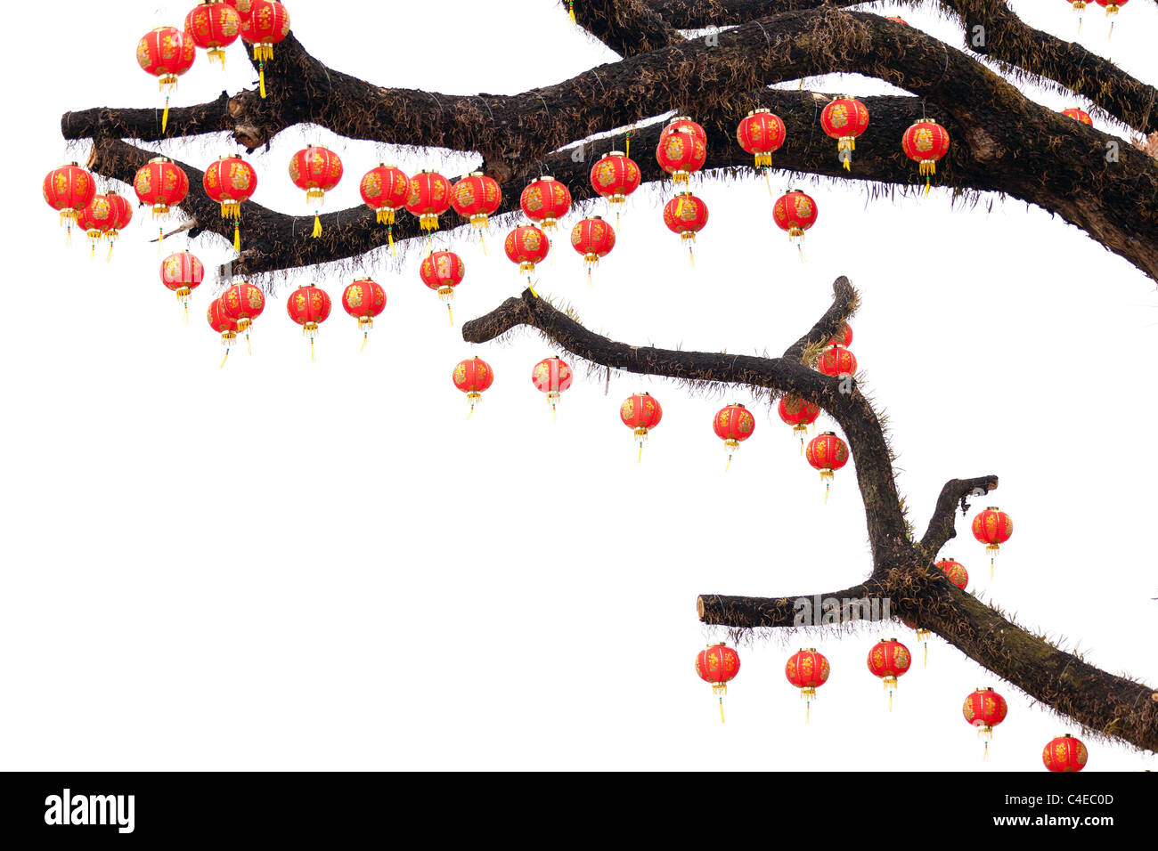 chinese lanterns hanging on tree branches isolated on white Stock Photo ...