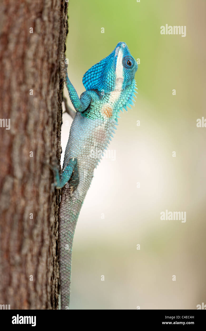 blue crested lizard Calotes mystaceus climbing on tree trunk, thailand Stock Photo