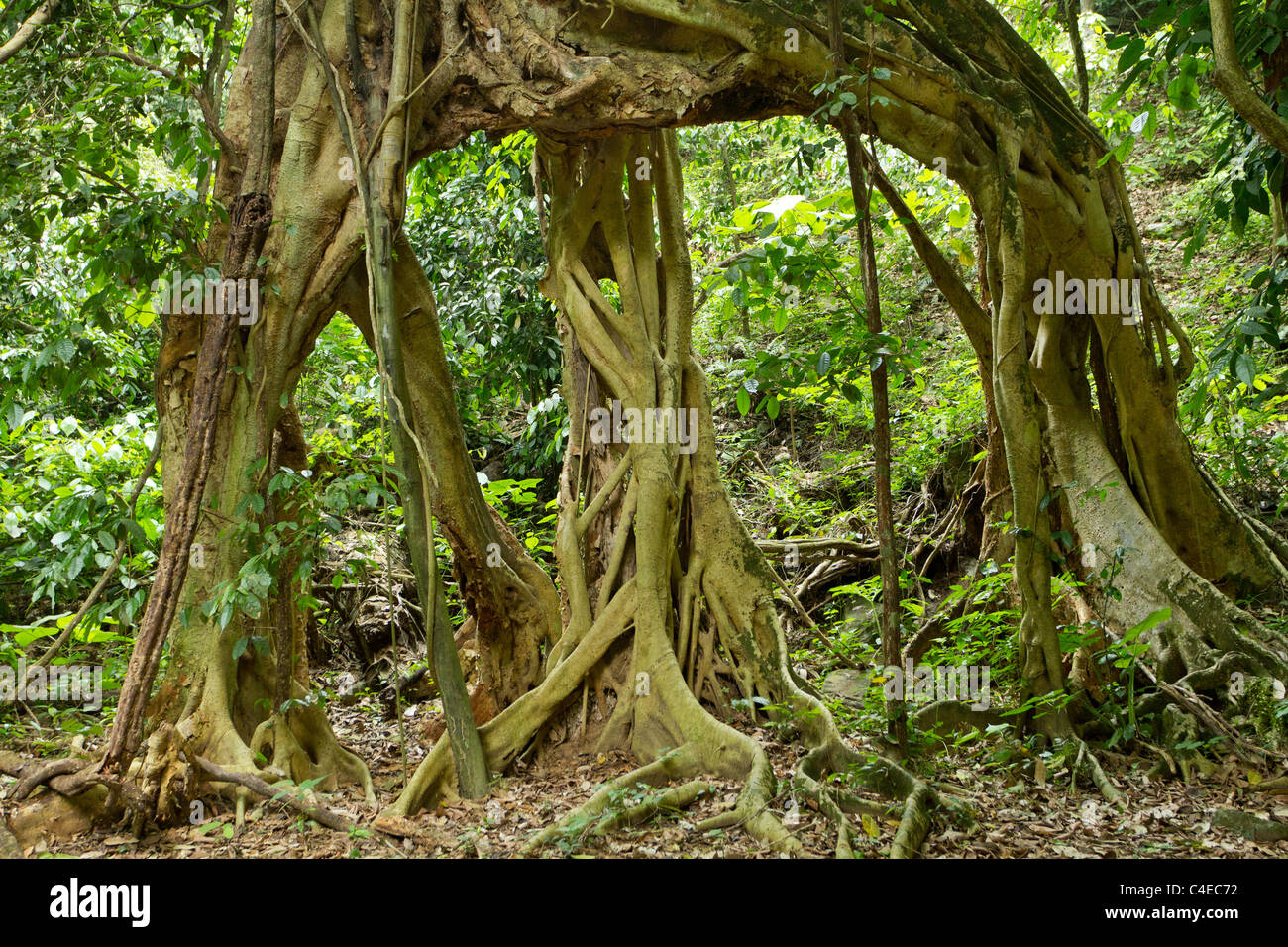 large fig tree roots in tropical rainforest, kaeng krachan national