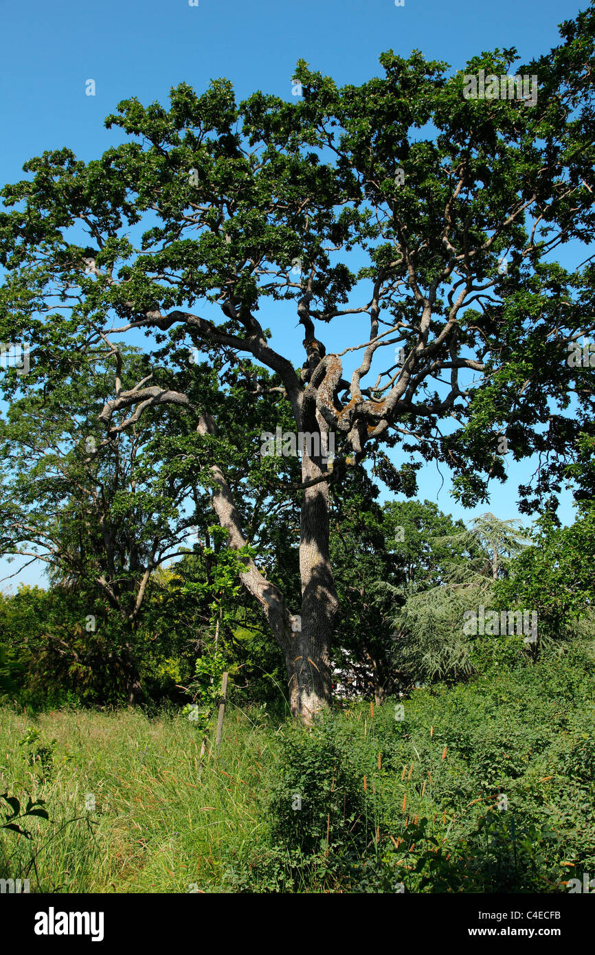 Gary oak tree Stock Photo