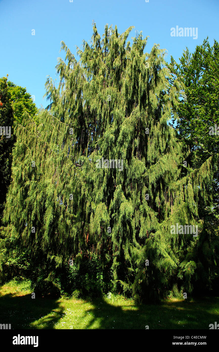 Evergreen  tree with new growth in beacon hill park Victoria BC Canada Stock Photo