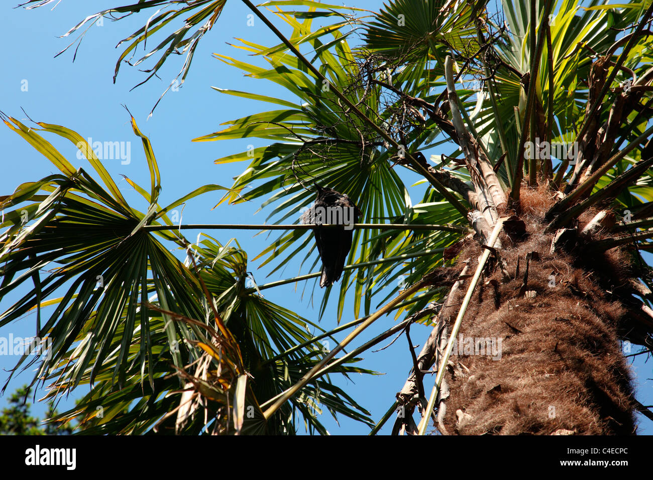 crow sitting in a palm tree Stock Photo