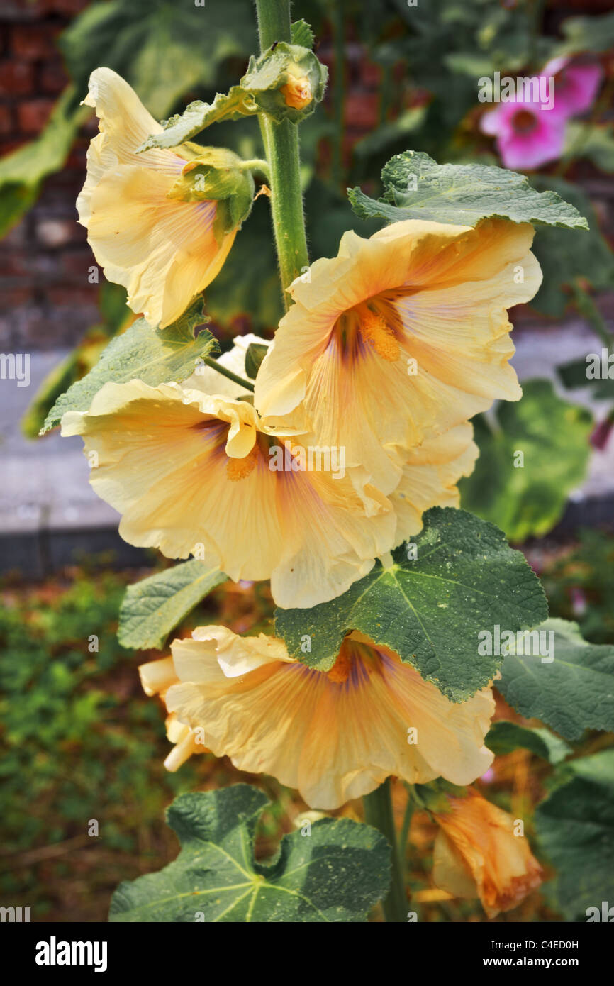 many yellow mallow flowers in old ruins Stock Photo