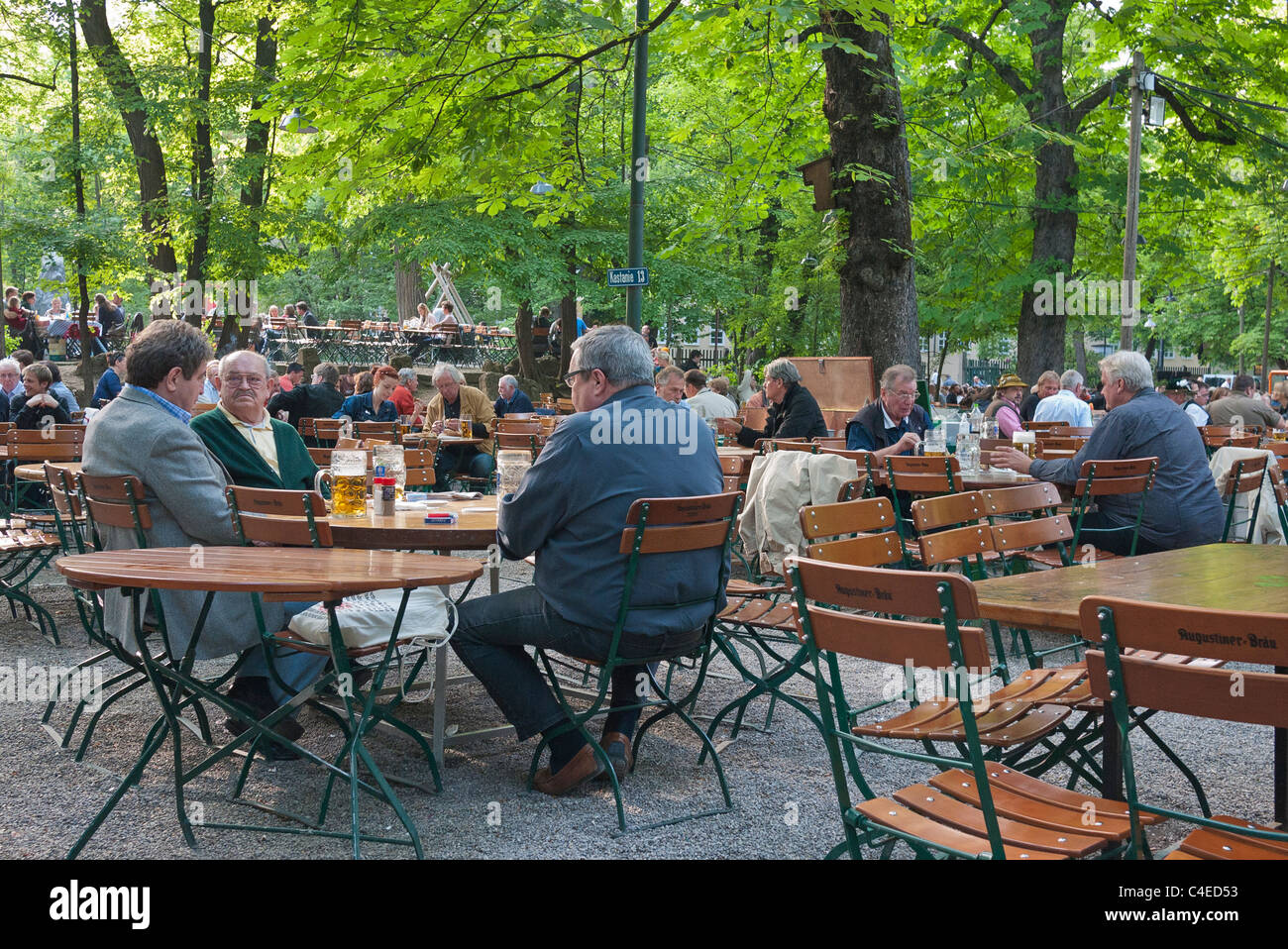 Men & women drink beer from very large beer steins at the Augustiner-Keller beer garden in Munich, Germany under chestnut trees. Stock Photo