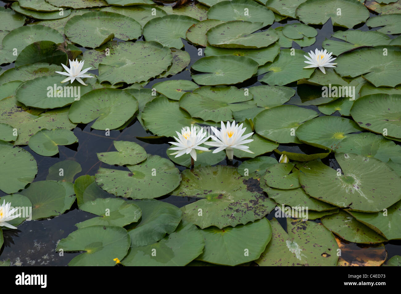 Florida Panhandle Carrabelle.  White water lily in town park featuring a lake. Stock Photo