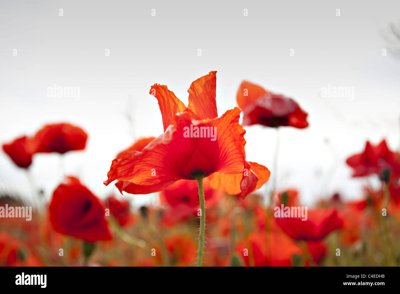 Red poppy plants in nature Stock Photo Alamy