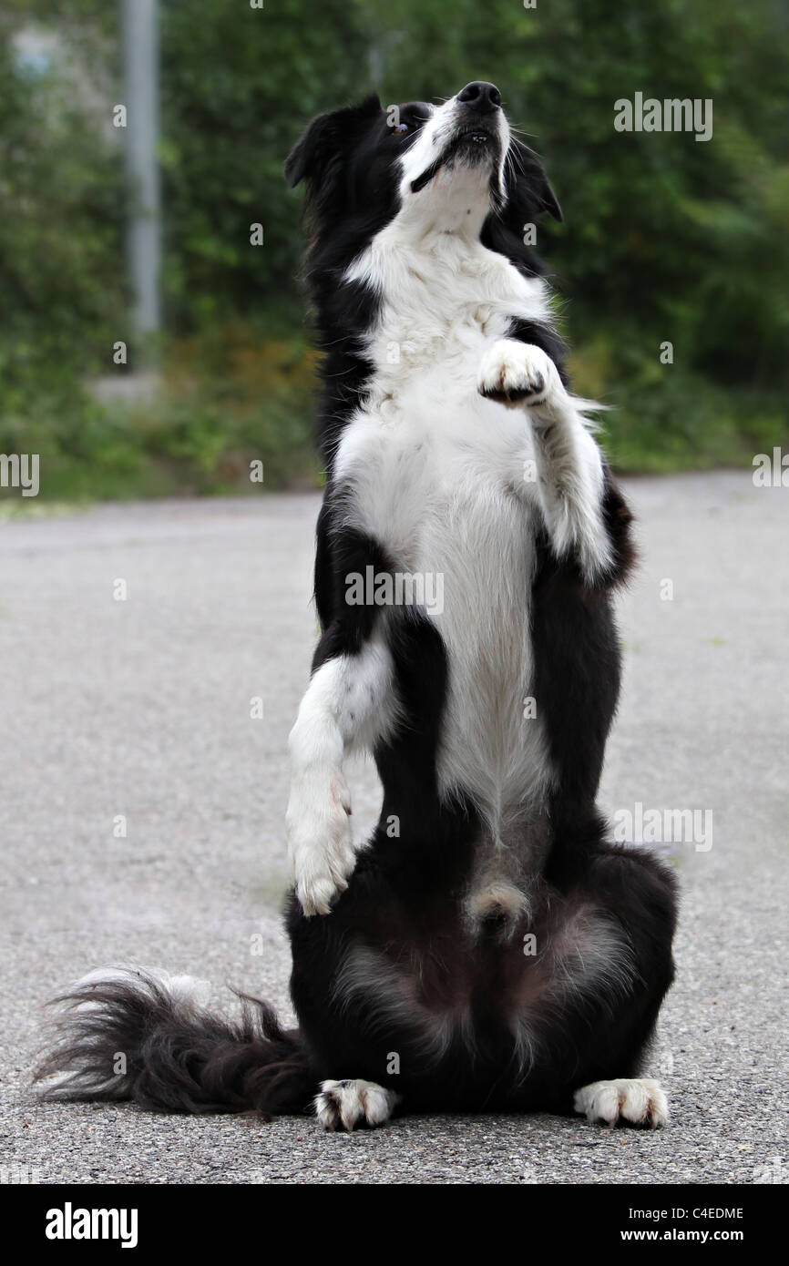 Gray sales border collie