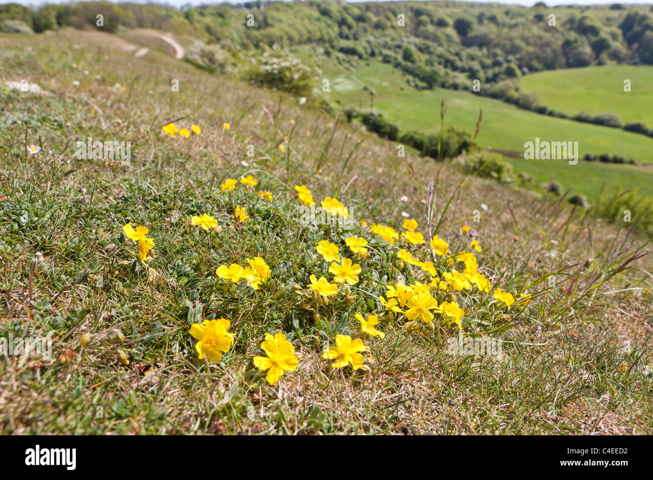 Rock Rose flowering on the limestone grassland  beside the Cotswold Way National Trail on Haresfield Hill, Gloucestershire UK Stock Photo
