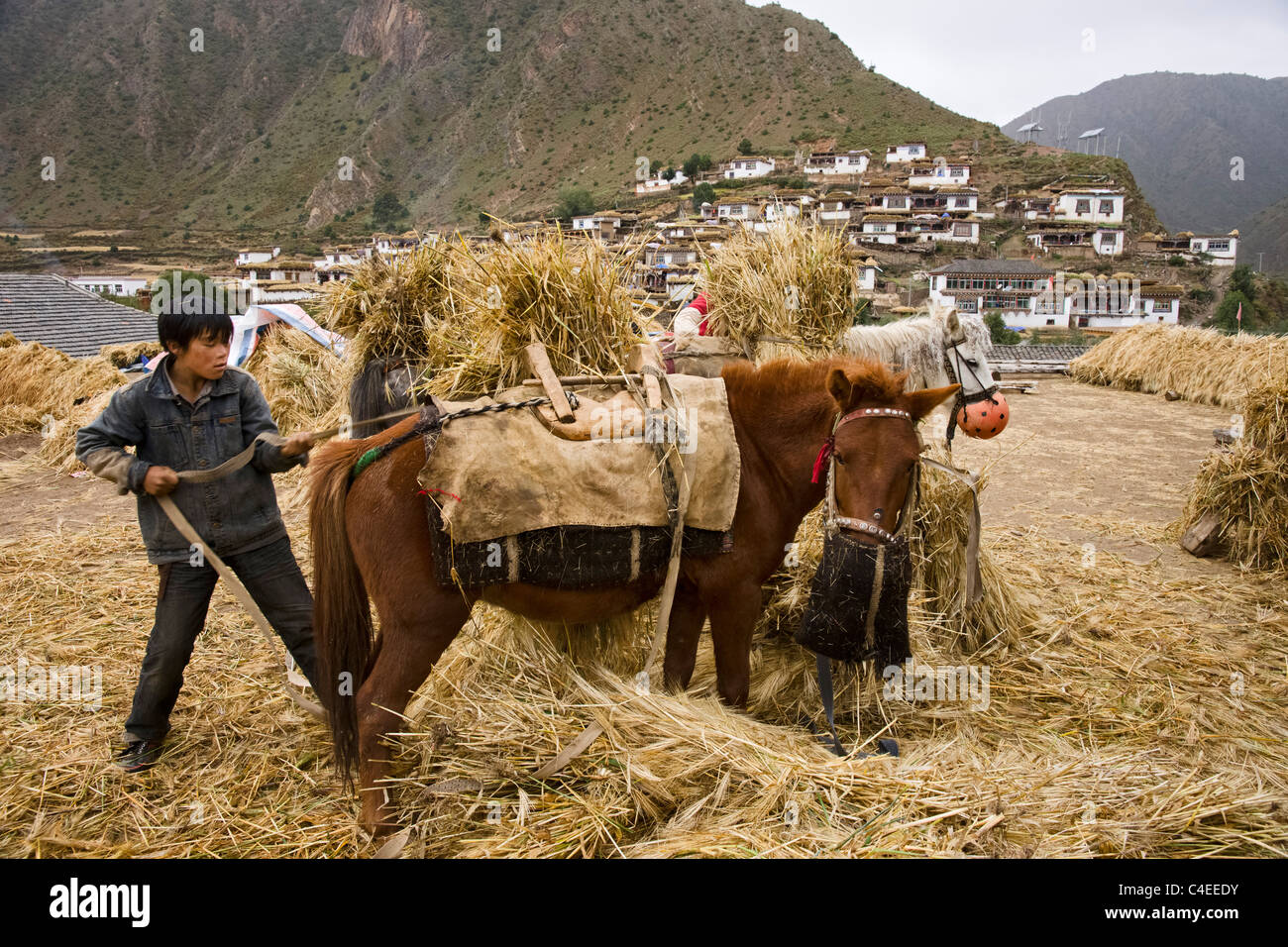 Horses carrying hay back from fields, Lie Da village, Yu Qu valley (a tributary of the Brahmaputra), Tibet. China Stock Photo